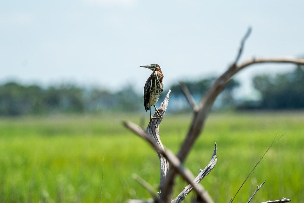 Skidaway Island State Park