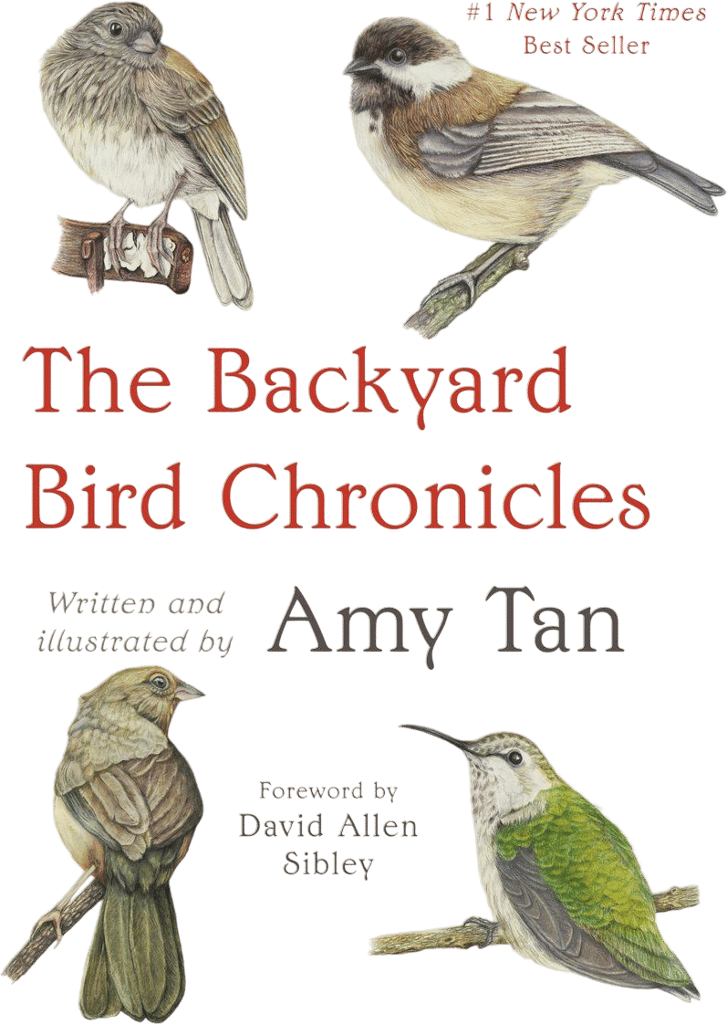 The Backyard Bird Chronicles