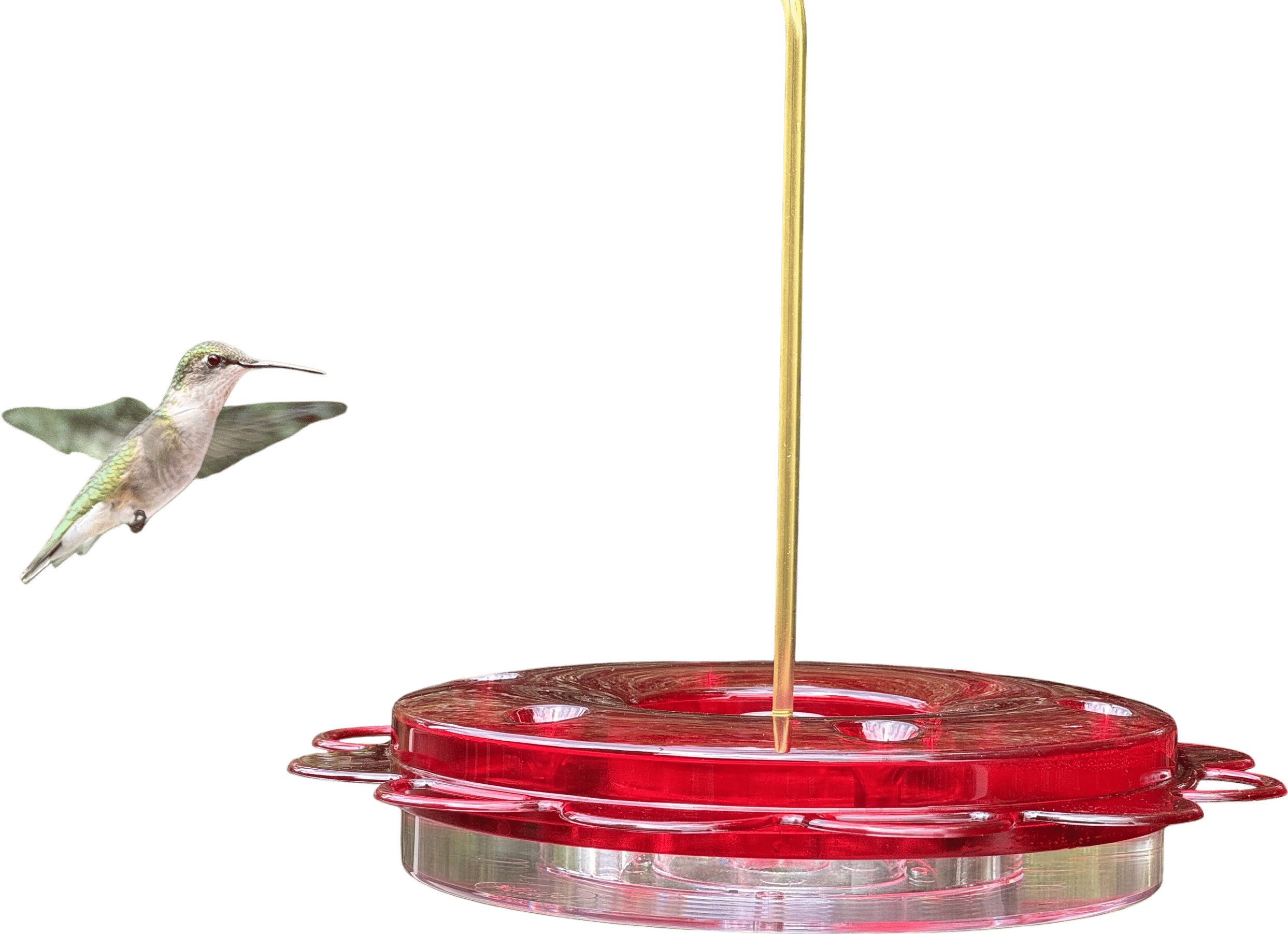 an infestation of backyard hummingbirds