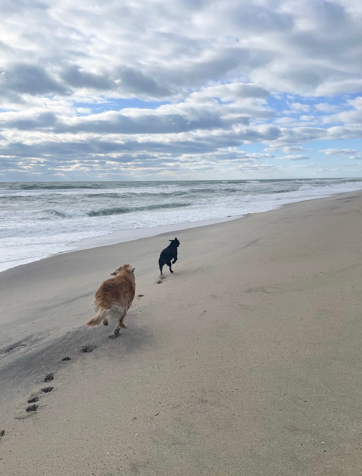 Walk, touch dog, take stock