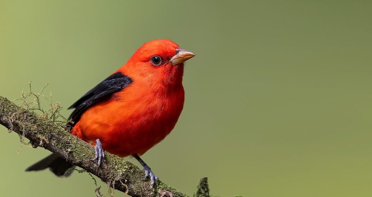 Scarlet Tanager