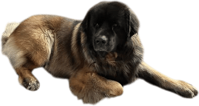 Leonbergers