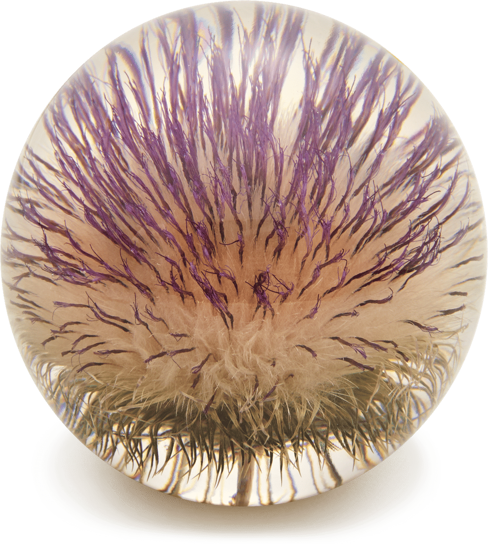 Purple Thistle Paperweight
