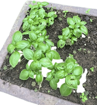 Growing my own basil