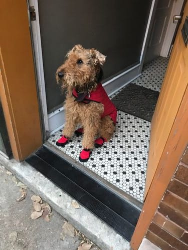 Airedale Terrier