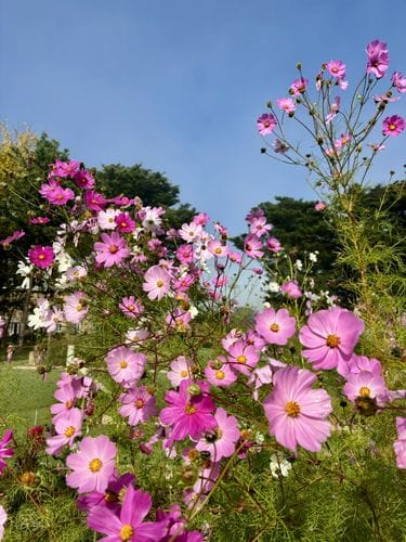 cosmos