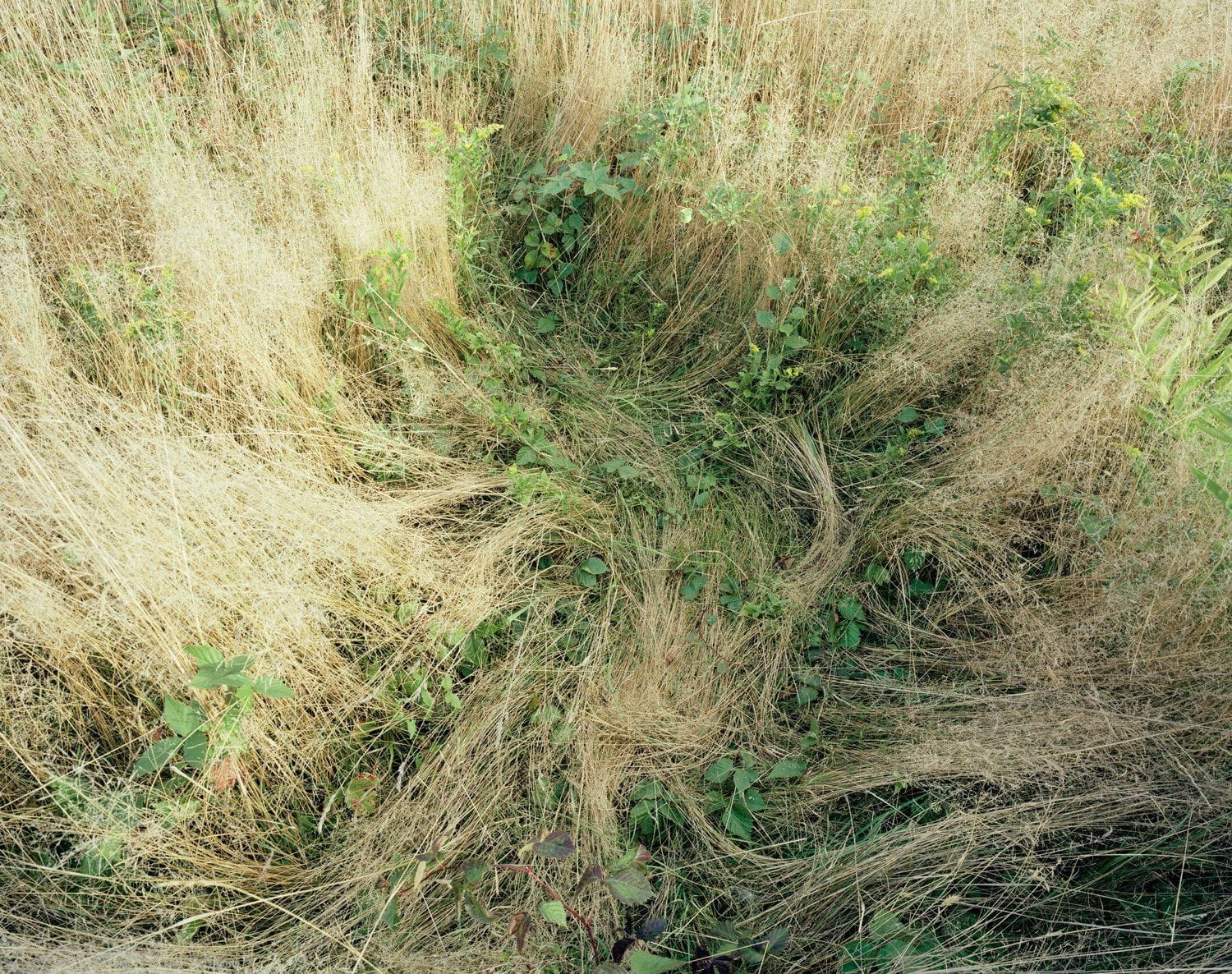 Deer Beds Series by Katherine Wolkoff