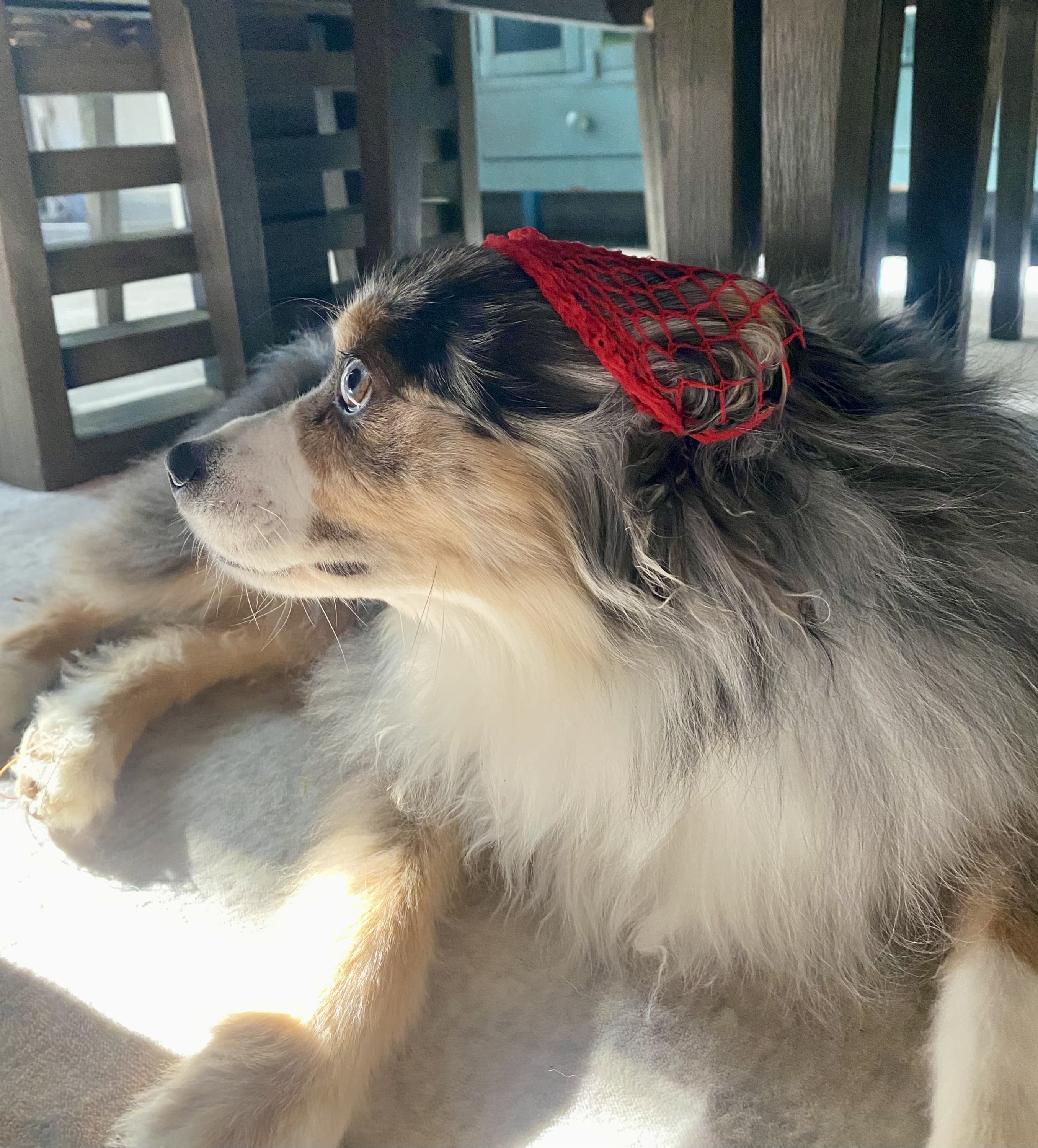 Putting a fruit net on your dog so they look like a lunch lady