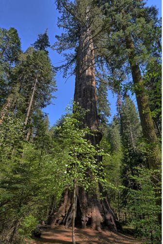 Agassiz Tree