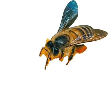 getting stung by a bee