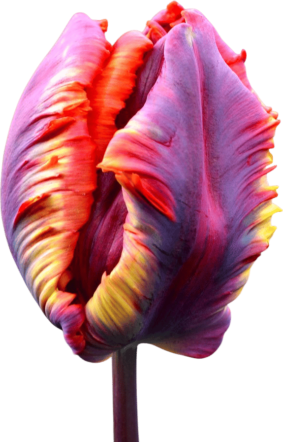 Tulip Rainbow Parrot