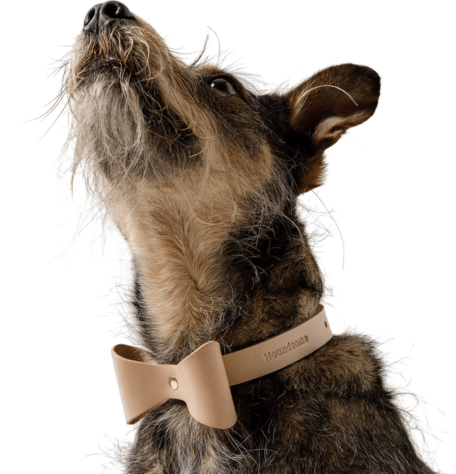 Houndsome Brocky Bow Collar Natural