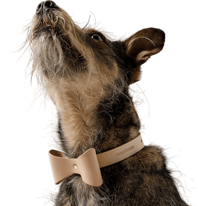 Brocky Bow Collar