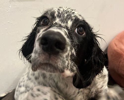 English Setter