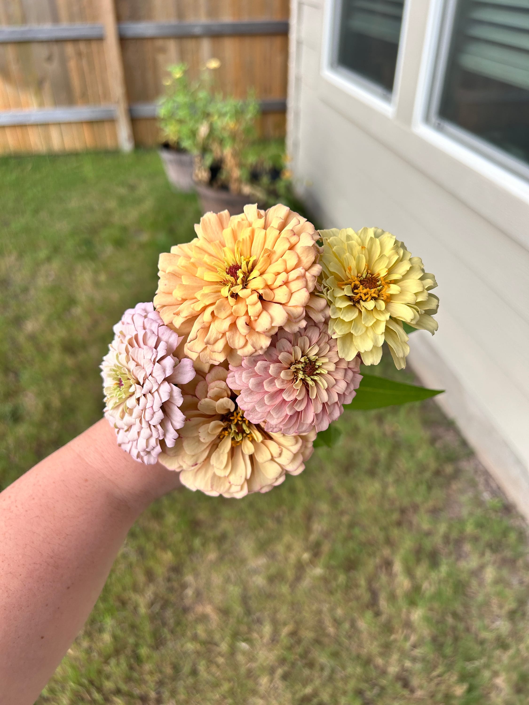 Zinnia Breeding Mix