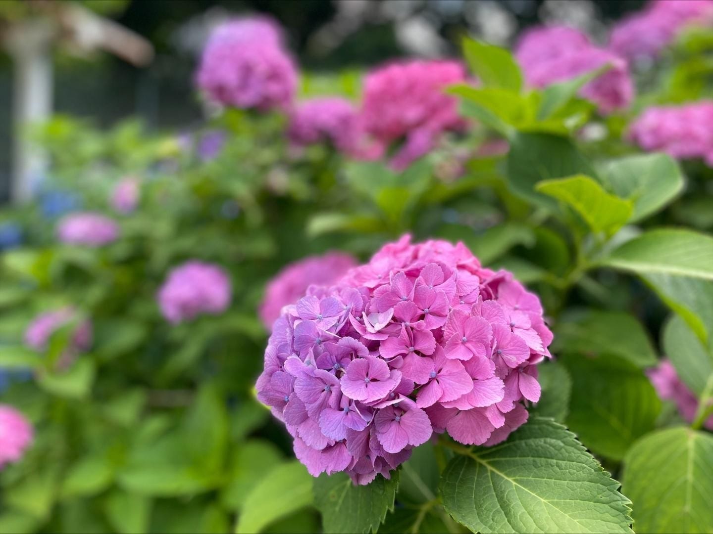 Hakusan Park