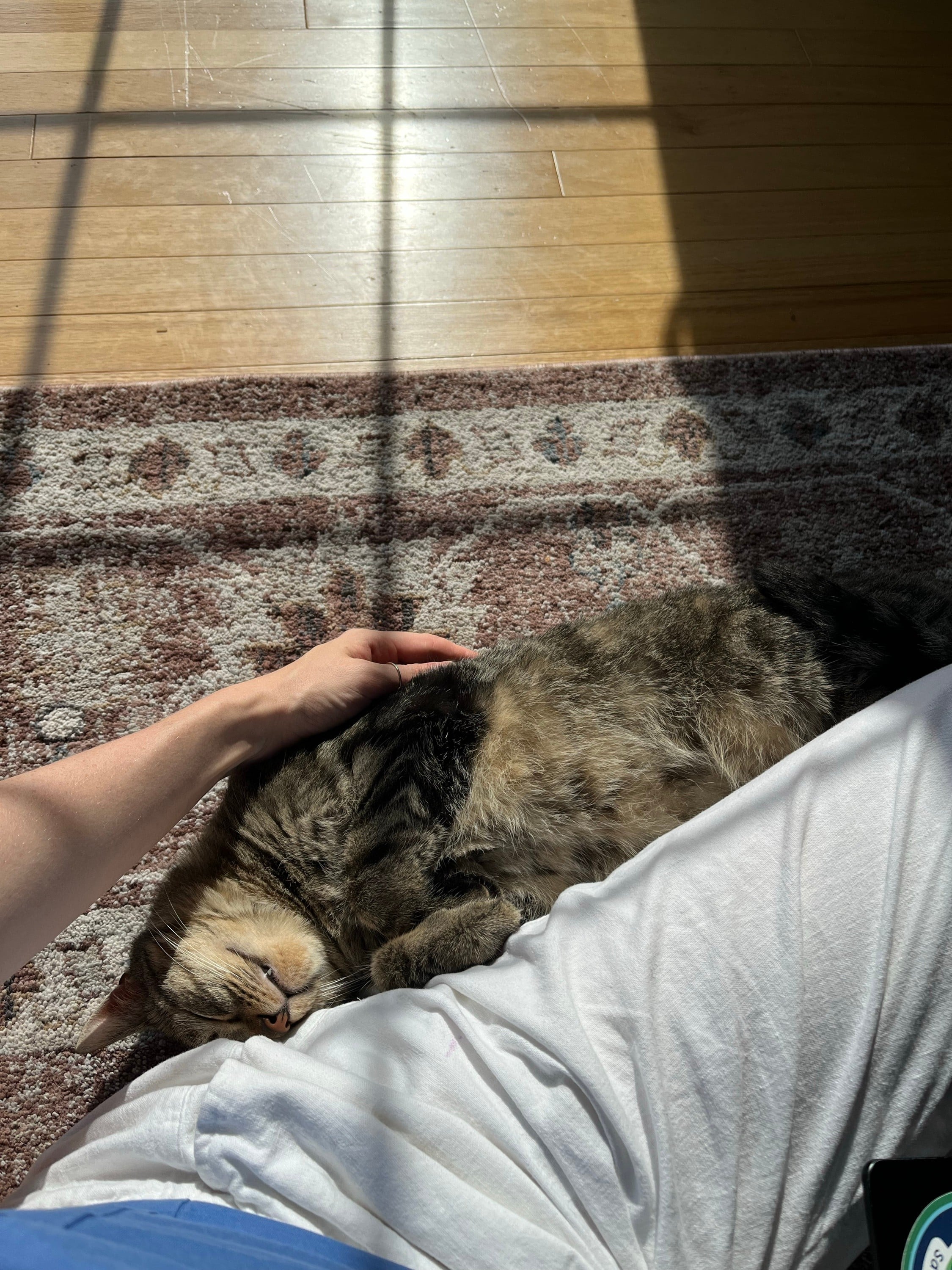 Sit in a sun patch with your feline friend