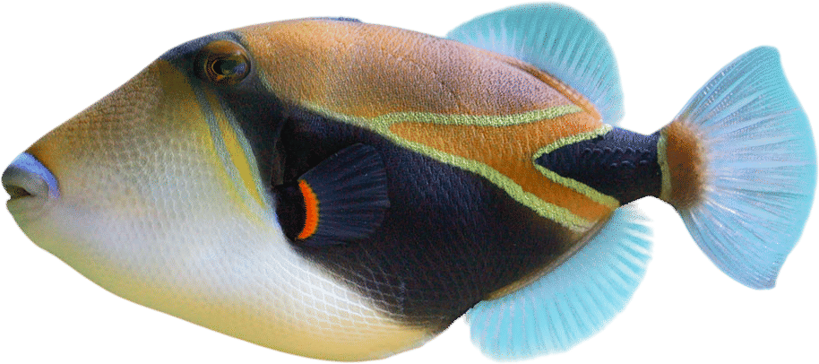 Humuhumunukunukuapuaʻa