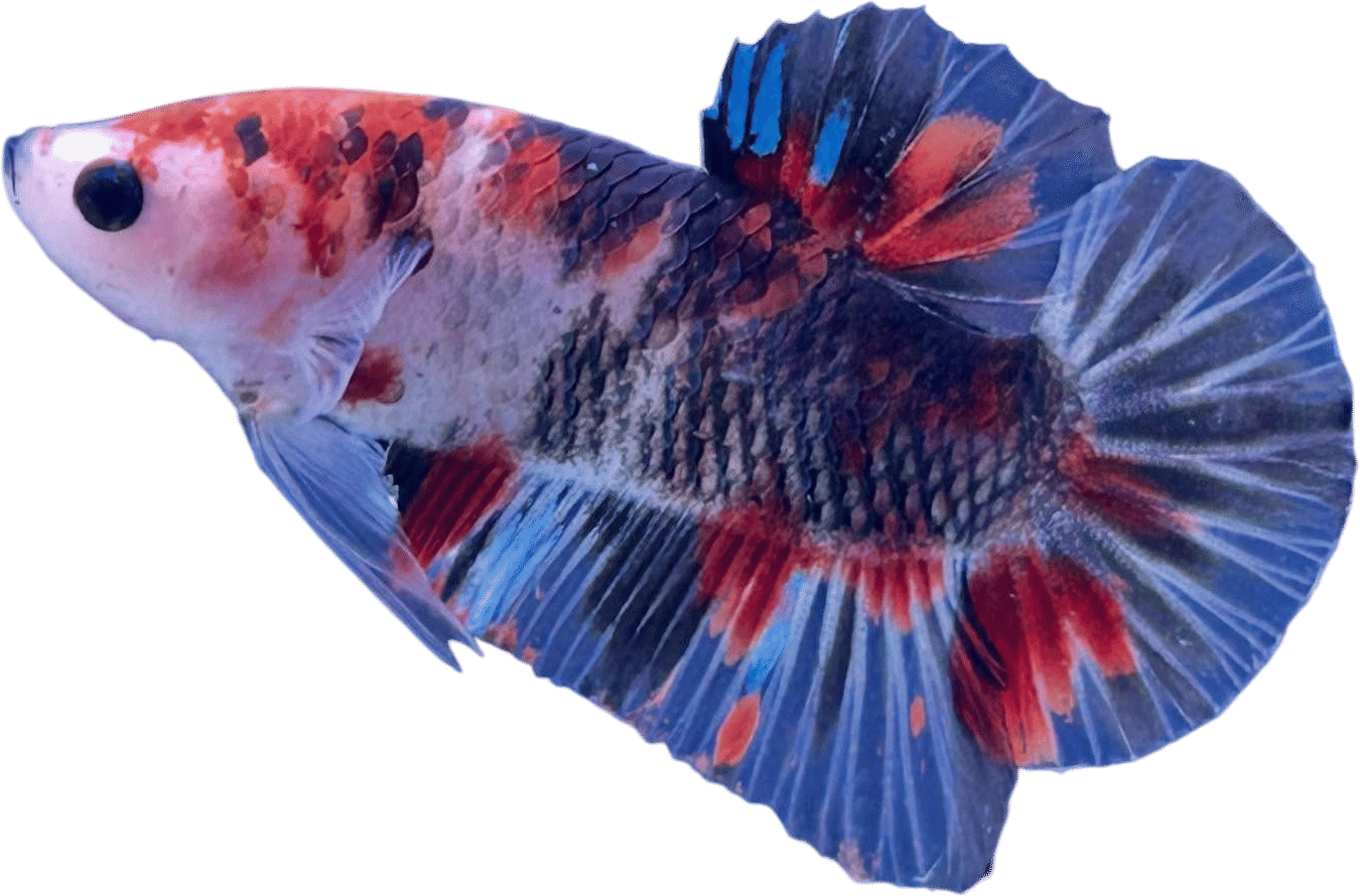 🐠 tropical fish paupau aqua garden Shinjuku store 熱帯魚館パウパウアクアガーデン新宿店