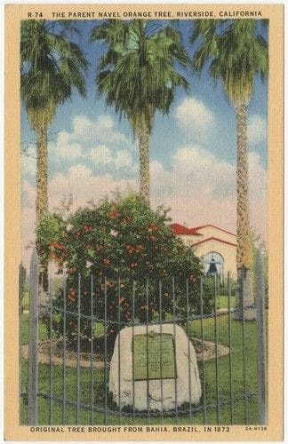 parent washington navel orange tree