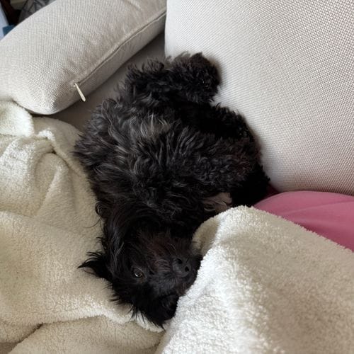 granting your dog couch privileges