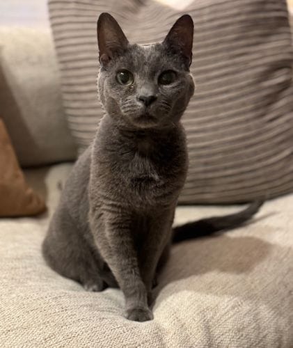 Grey Cats