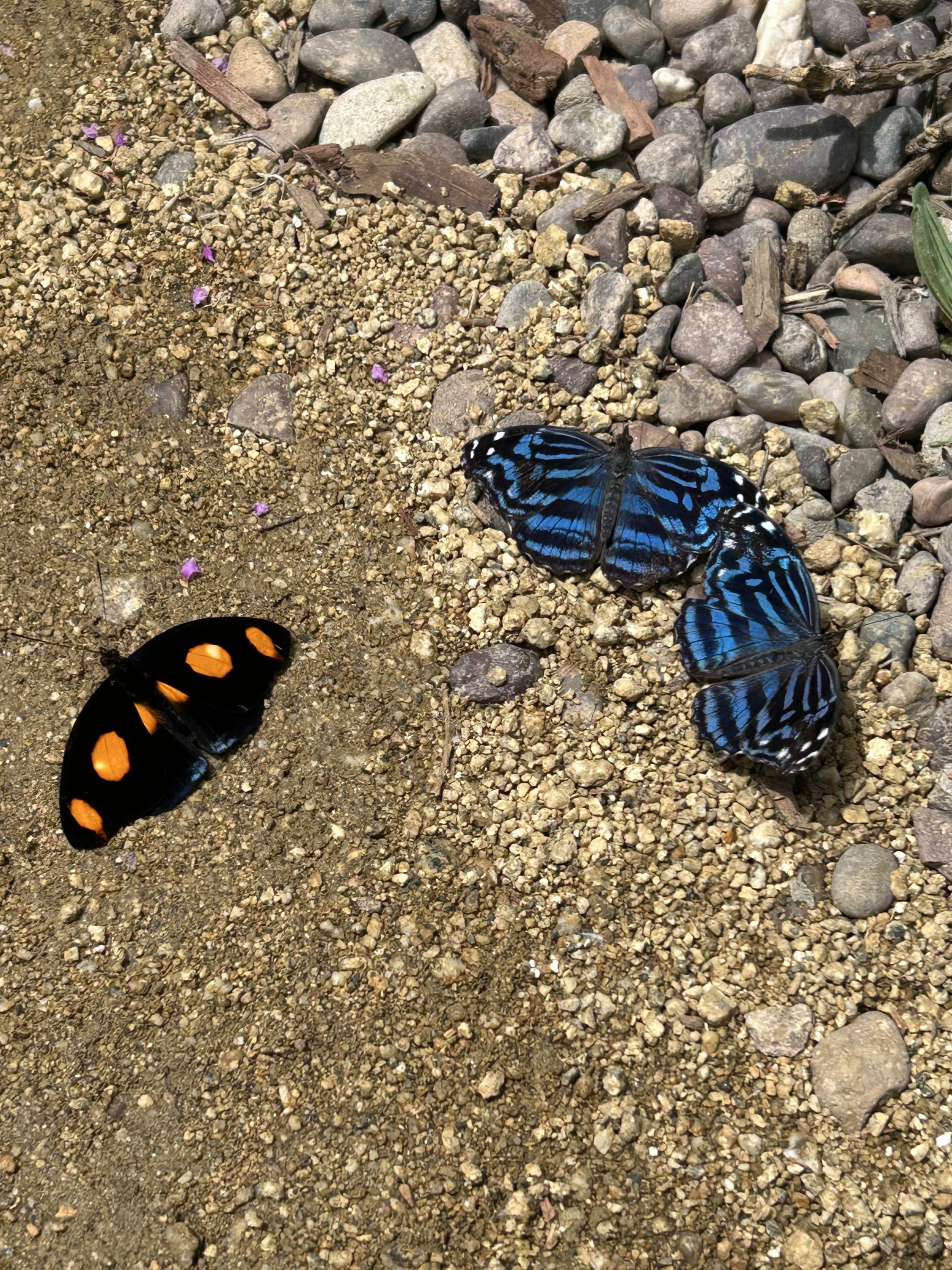 Seeing a butterfly 