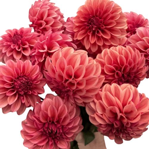 Flowers that are almost pink but also almost orange