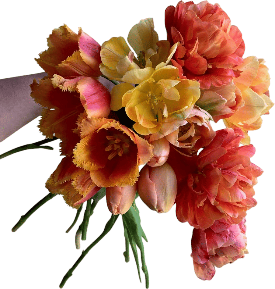 Hitchfoot Farm Tulip Collection 'Golden Hour'