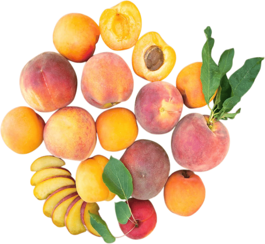Frog Hollow Farm - Organic Fruit Box