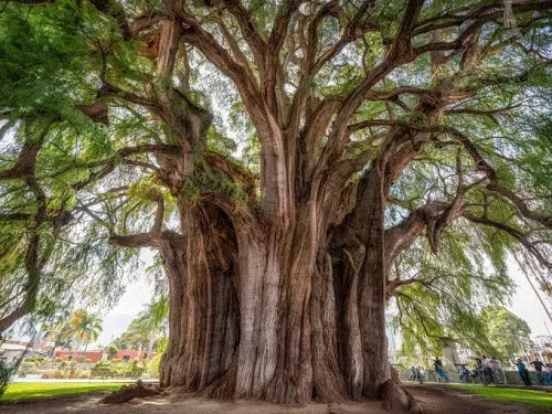 árbol del tule