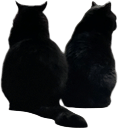 Visit your aunt’s boyfriend’s cats