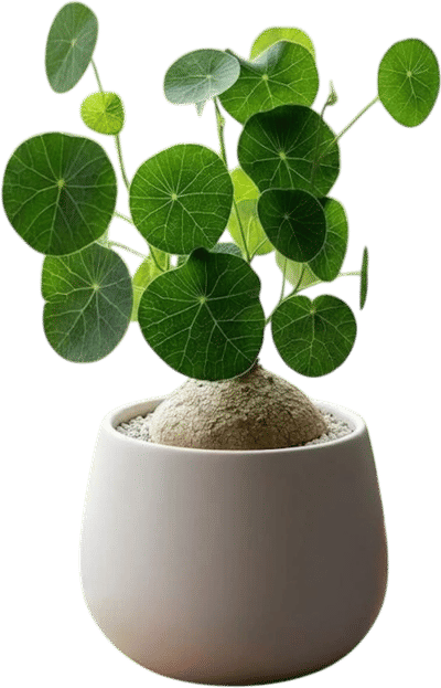 Stephania erecta