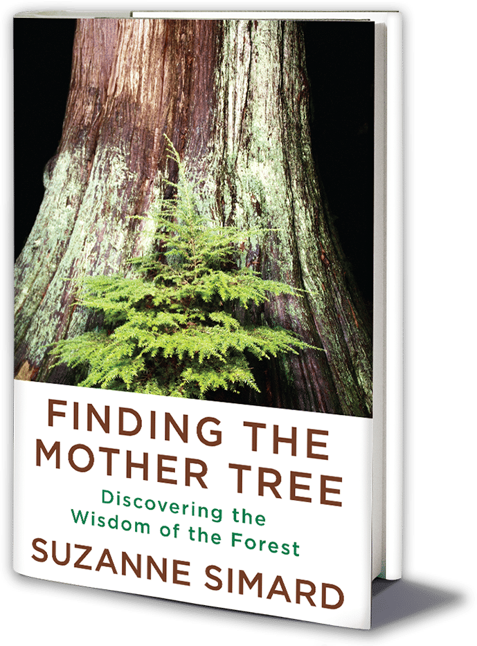 Finding the Mother Tree: Discovering the Wisdom of the Forest