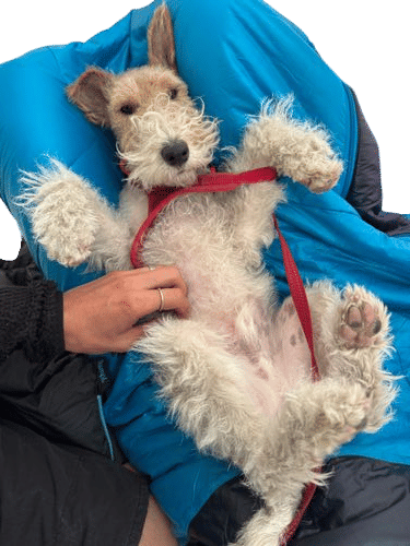 Wire Fox Terrier