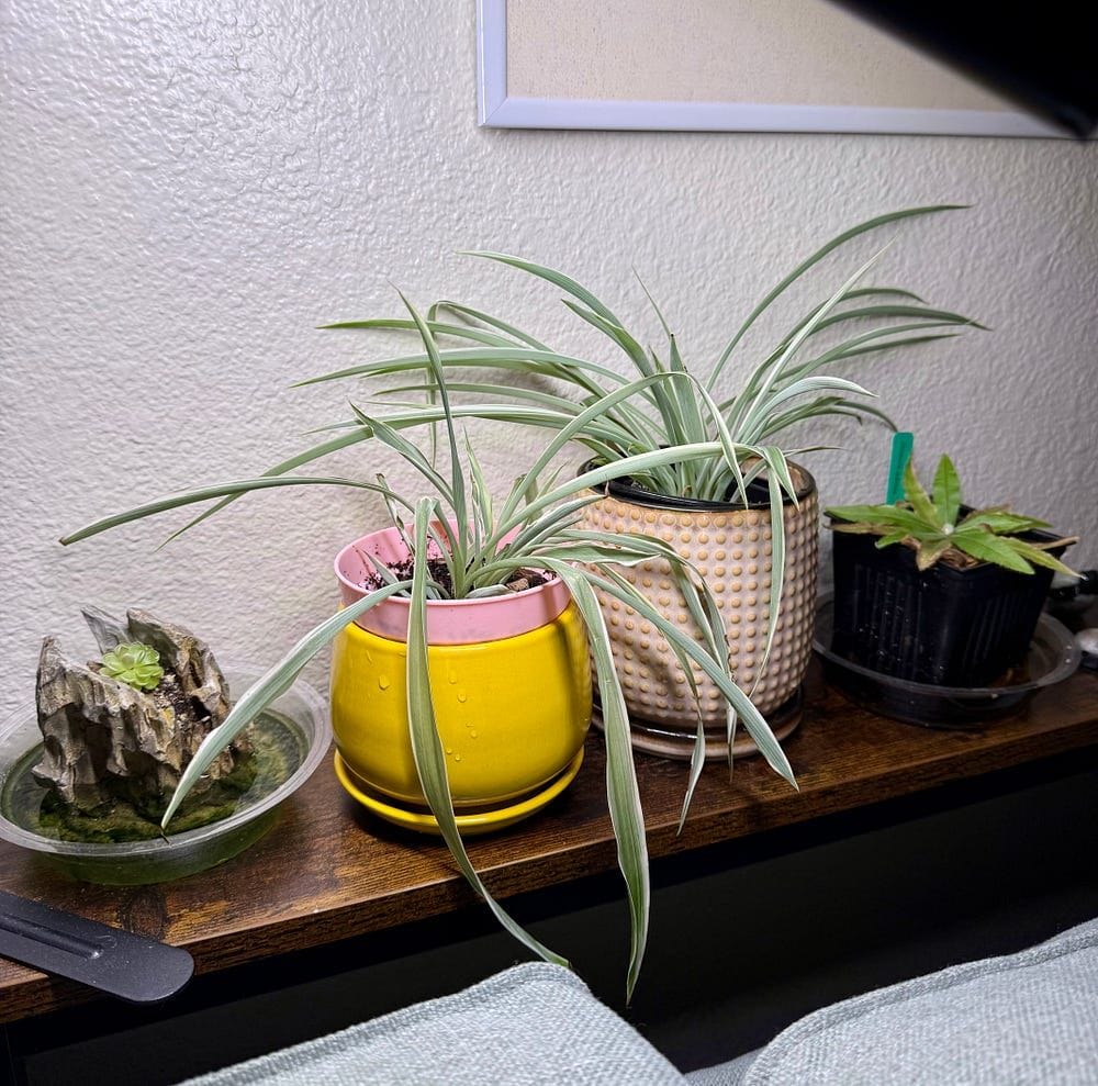 Ending your toxic relationship with houseplants💔