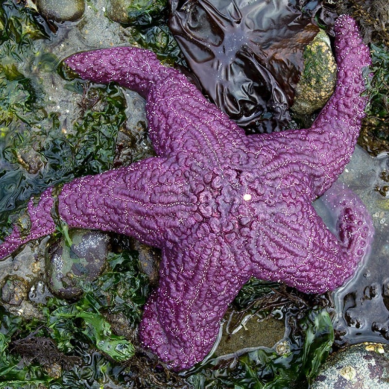 Pacific Northwest Starfish