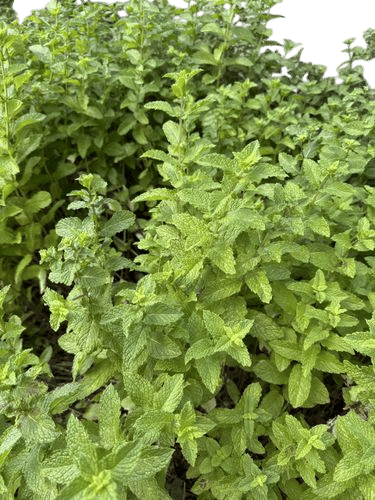 Mint