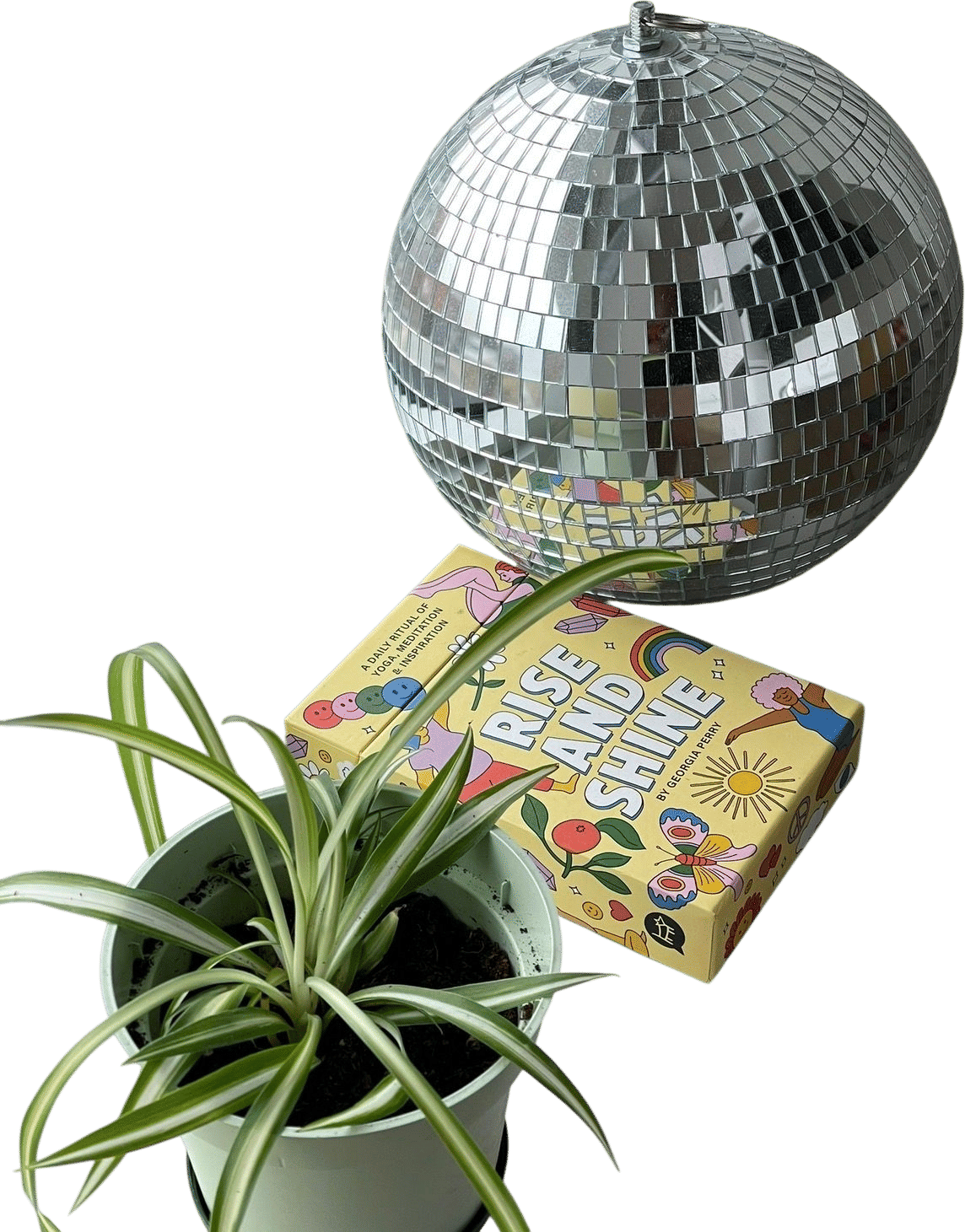 Own something disco 🪩
