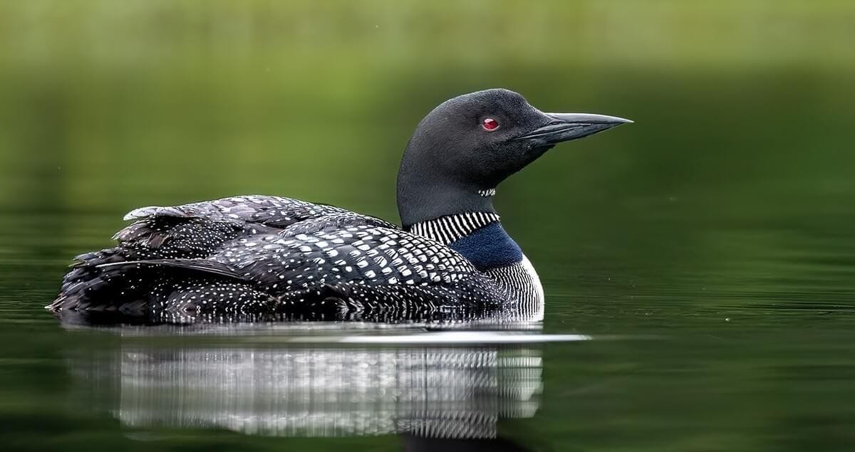Loon