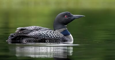 Loon