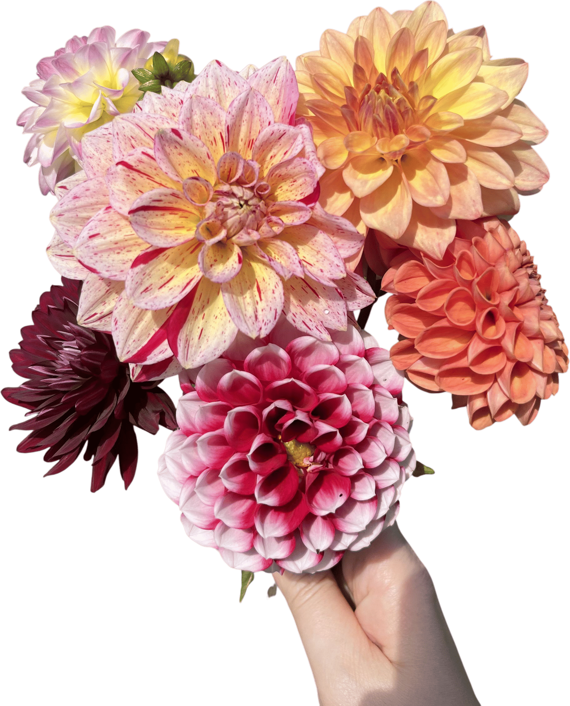 Growing dahlias