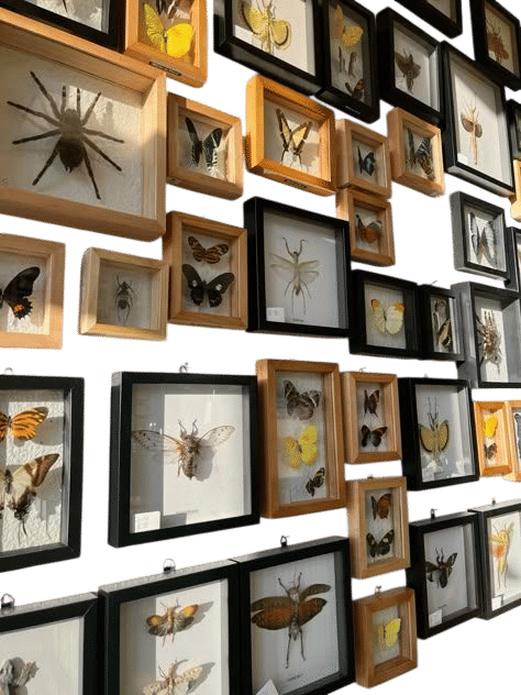 A pinned insect for decor