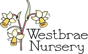 Westbrae Nursery Pumpkin Patch
