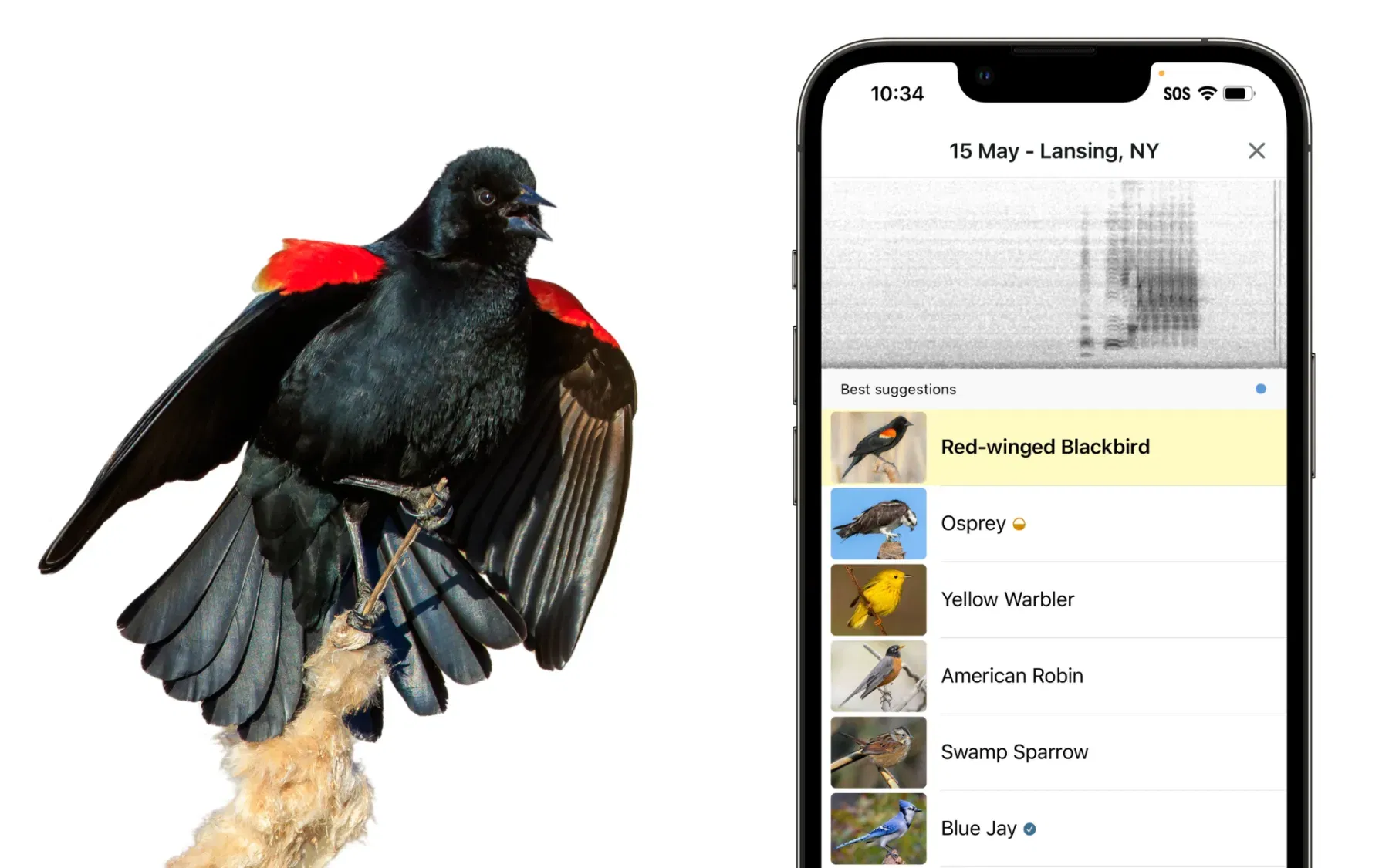 Merlin Bird App