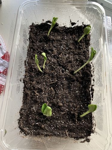 Repurposing plastic containers into seedling greenhouses