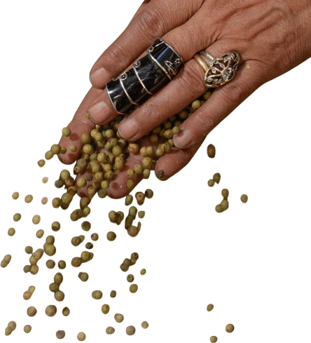 SOS Chefs of New York, Where the chefs go.