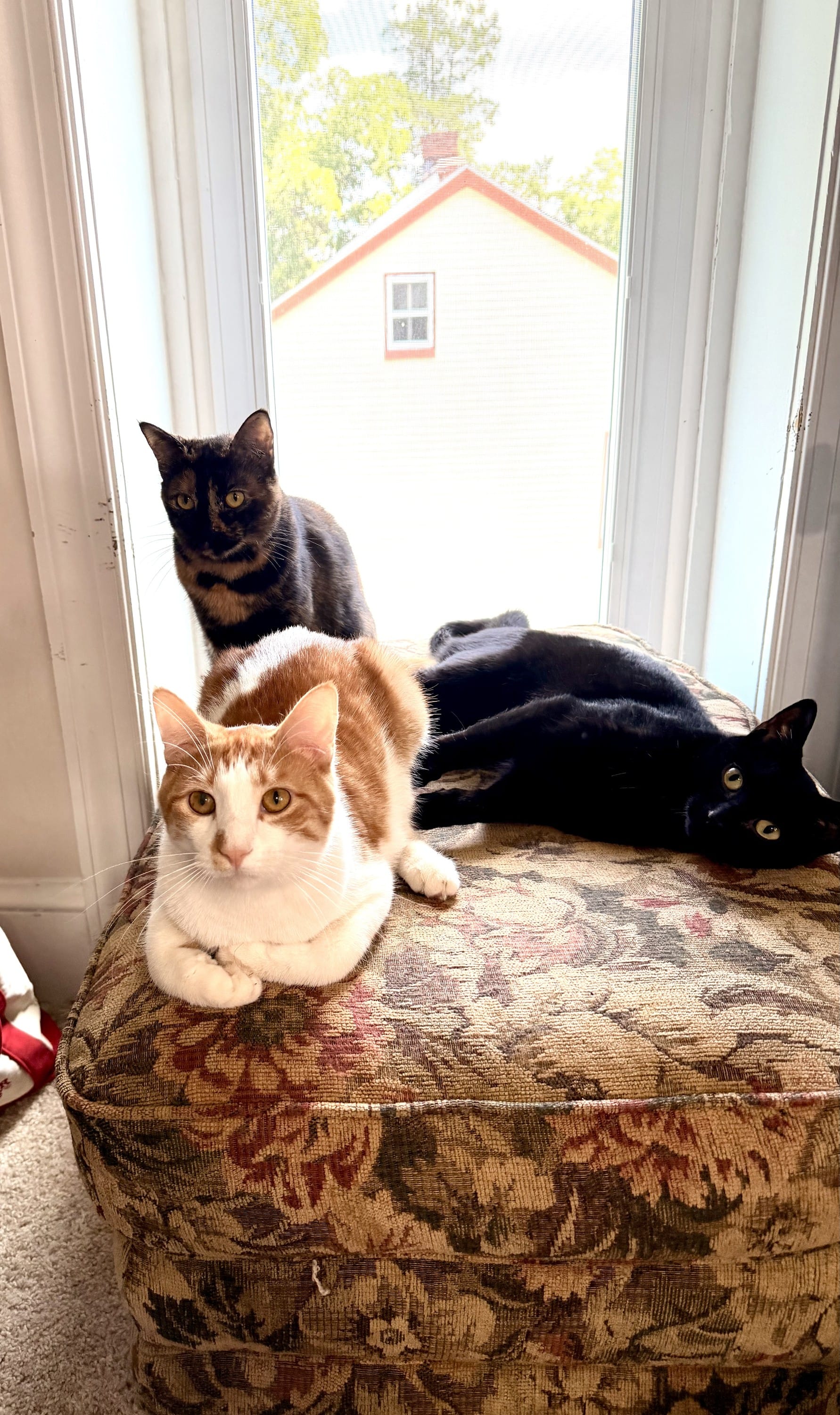finally getting a group pic of your cats
