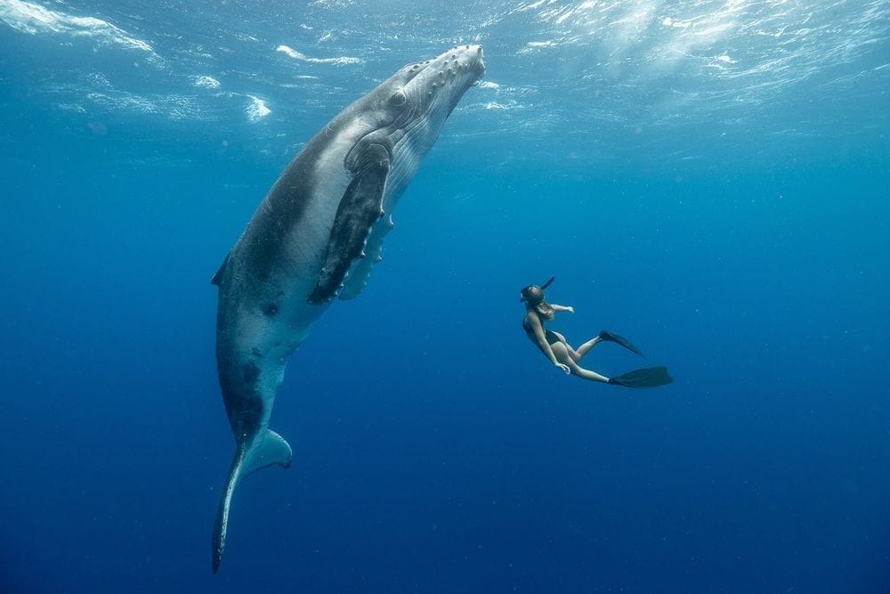 Dance with Whales Freediving Trips