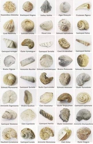 Fossilized Shells